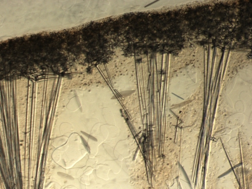 Holotype, cortex setion