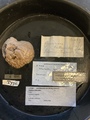 Holotype