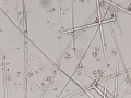 Holotype spicules