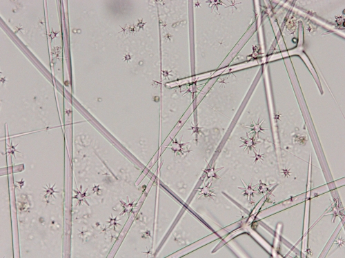 Holotype spicules