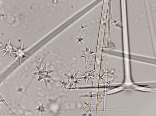 Holotype, microscleres