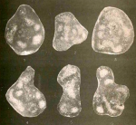Hoheneggerinella kneziensis Urošević, 1992