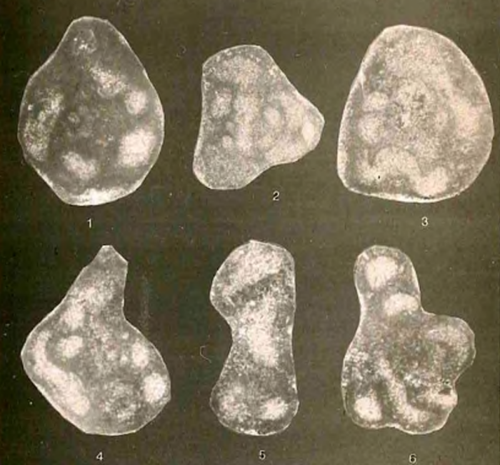 Hoheneggerinella kneziensis Urošević, 1992