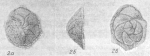 Asterigerina stelligera Kraeva, 1958