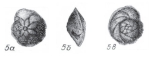 Asterigerina ambigua Kraeva, 1958