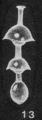 Lagenolingulina angelensis McCulloch, 1977