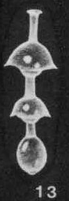 Lagenolingulina angelensis McCulloch, 1977