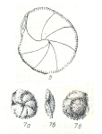 Siphonina kaptarenki Kraeva, 1956