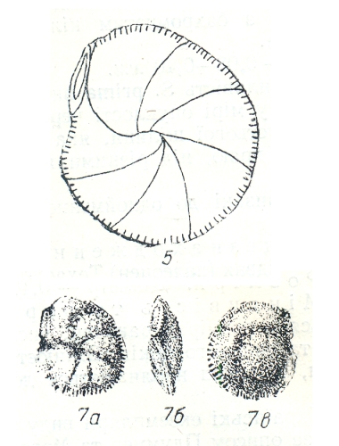 Siphonina kaptarenki Kraeva, 1956