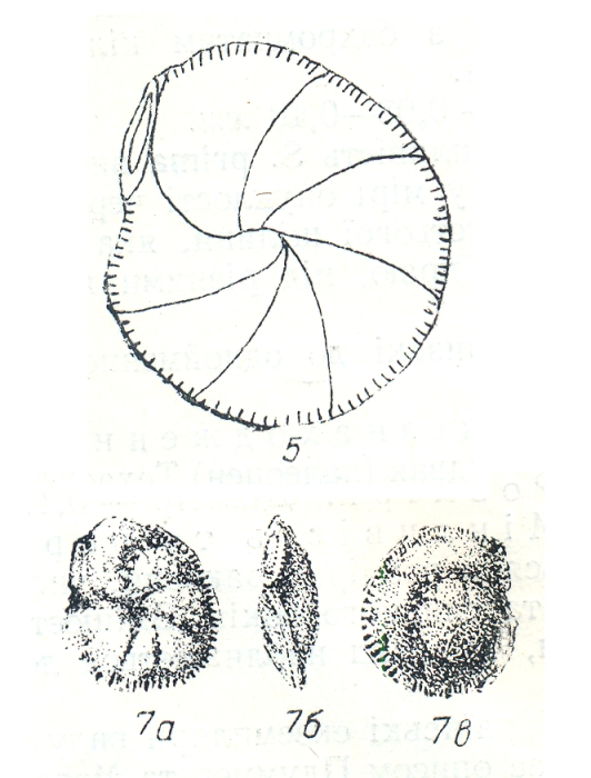 Siphonina kaptarenki Kraeva, 1956