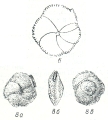 Siphonina praereticulata Kraeva, 1956