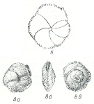 Siphonina praereticulata Kraeva, 1956