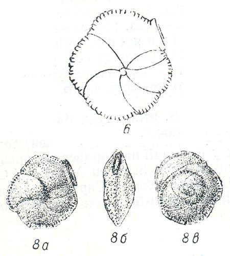 Siphonina praereticulata Kraeva, 1956