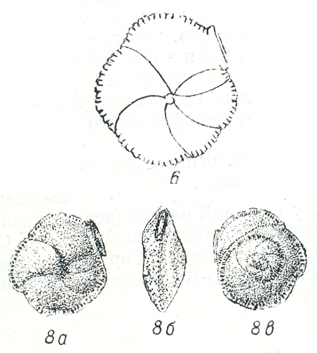 Siphonina praereticulata Kraeva, 1956