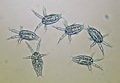 Sinodiaptomus sarsi nauplii N2-N3