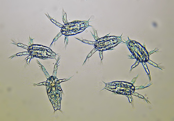 Sinodiaptomus sarsi nauplii N2-N3
