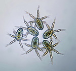 Sinodiaptomus sarsi nauplii N1