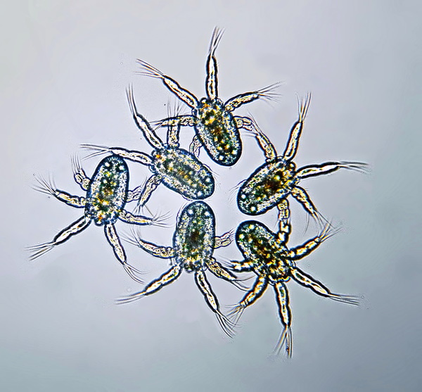Sinodiaptomus sarsi nauplii N1