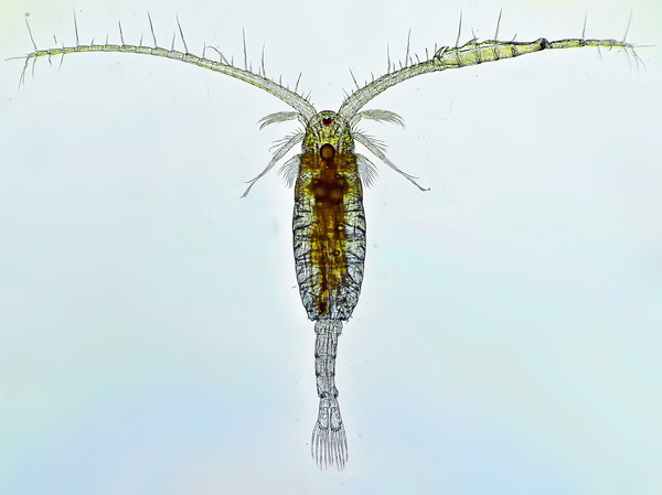 Sinodiaptomus sarsi male