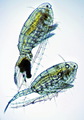 Sinodiaptomus sarsi female and male