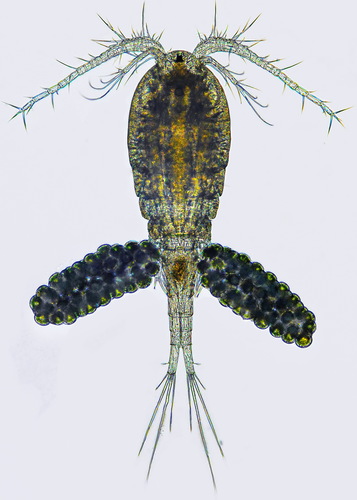 Mesocyclops leuckarti