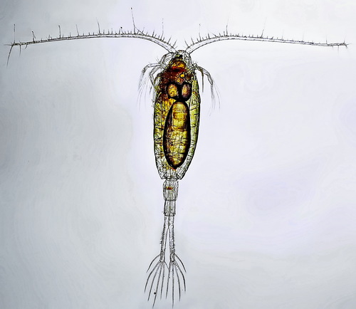 Limnocalanus macrurus female