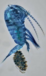 Gigantodiaptomus amblyodon
