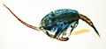 Gigantodiaptomus amblyodon male with spermatophore