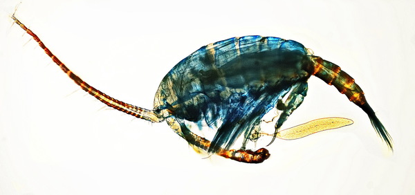 Gigantodiaptomus amblyodon male with spermatophore