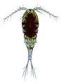 Cyclops vicinus female