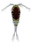 Cyclops vicinus female