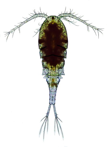 Cyclops vicinus female