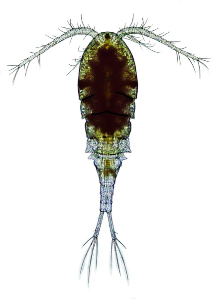Cyclops vicinus female