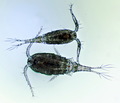 Cyclops vicinus female and male