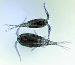 Cyclops vicinus female and male