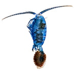 Gigantodiaptomus amblyodon female with egg sac