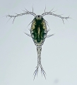 Thermocyclops oithonoides female