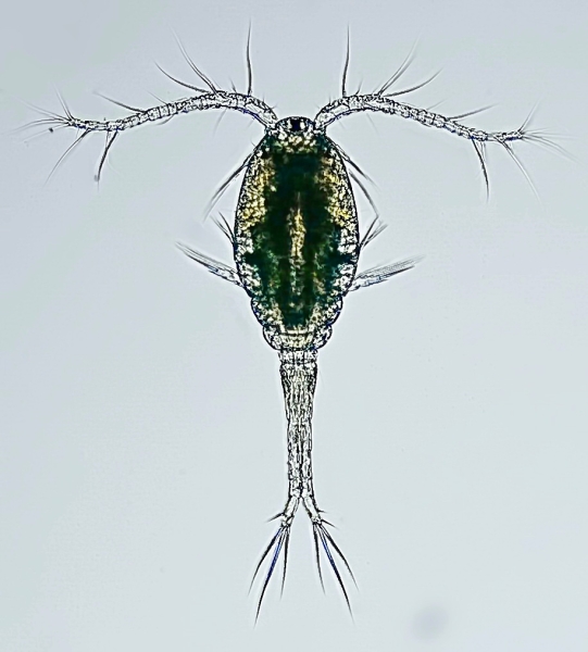 Thermocyclops oithonoides female