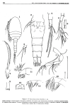 Tropocyclops prasinus altoandinus Gaviria, 1994 