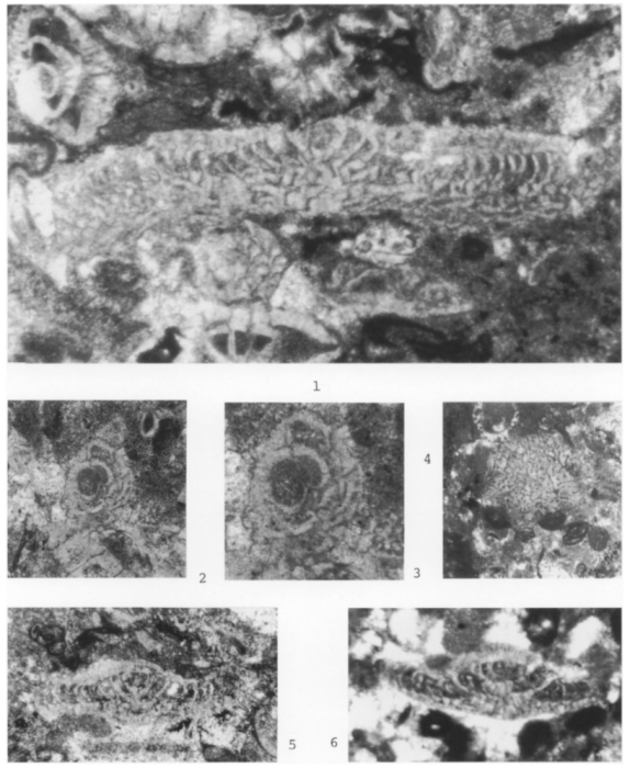 Neosivasella sungurlui Meriç &amp; Çoruh, 1998