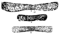 Postomphalocyclus merici Inan, 1992