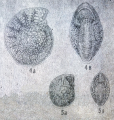 Biporosononion mirum Mamedova, 1965