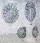 Biporosononion mirum Mamedova, 1965