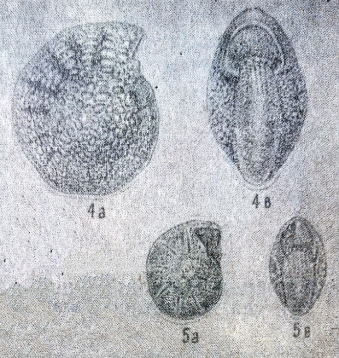 Biporosononion mirum Mamedova, 1965