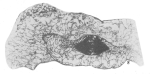 Xizangia machalensis Zhang, 1982