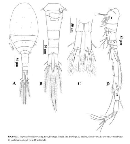 Tropocyclops laorsriae Koompoot &amp; Phlai-Ngam, 2026  female