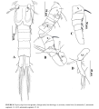 Tropocyclops laorsriae Koompoot & Phlai-Ngam, 2026  male