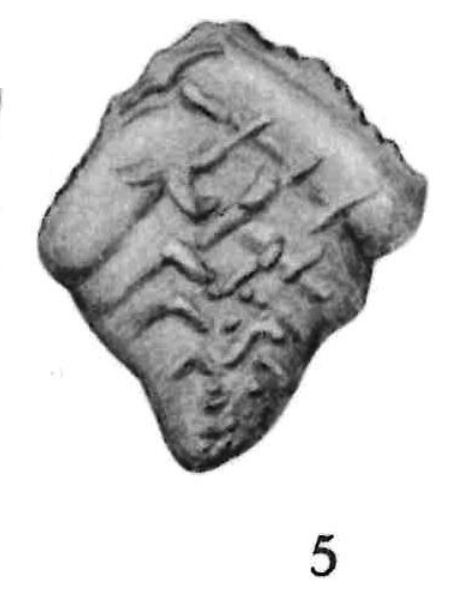 Bolivina paleocenica Brotzen, 1948