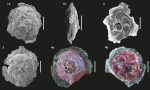Rotaliammina chitinosa (Collins, 1958), specimens from Brazil. Scale bar = 100 μm. SOURCE: Disaró et al. 2022.