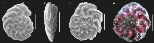 Rotaliammina fidicularis Brönnimann &amp; Zaninetti, 1984 from NE Brazilian coast. Scale = 50 μm. SOURCE: Disaró et al. (2022)